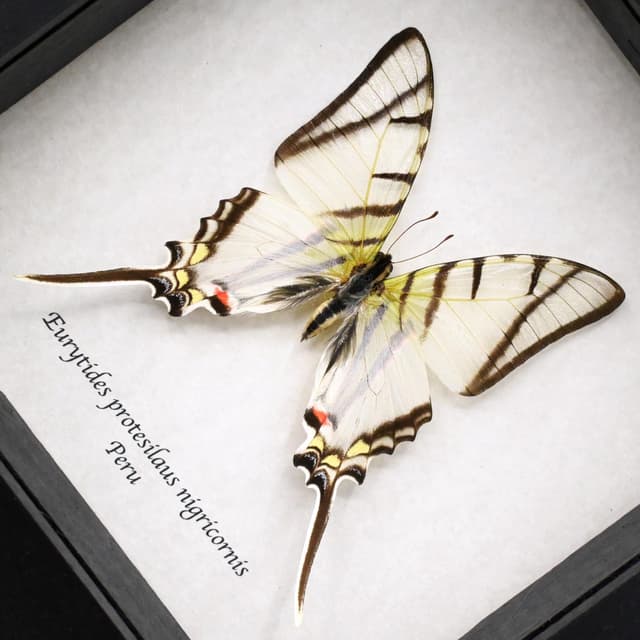 Real Zebra Swallowtail butterfly framed taxidermy - Eurytides protesilaus nigricornis