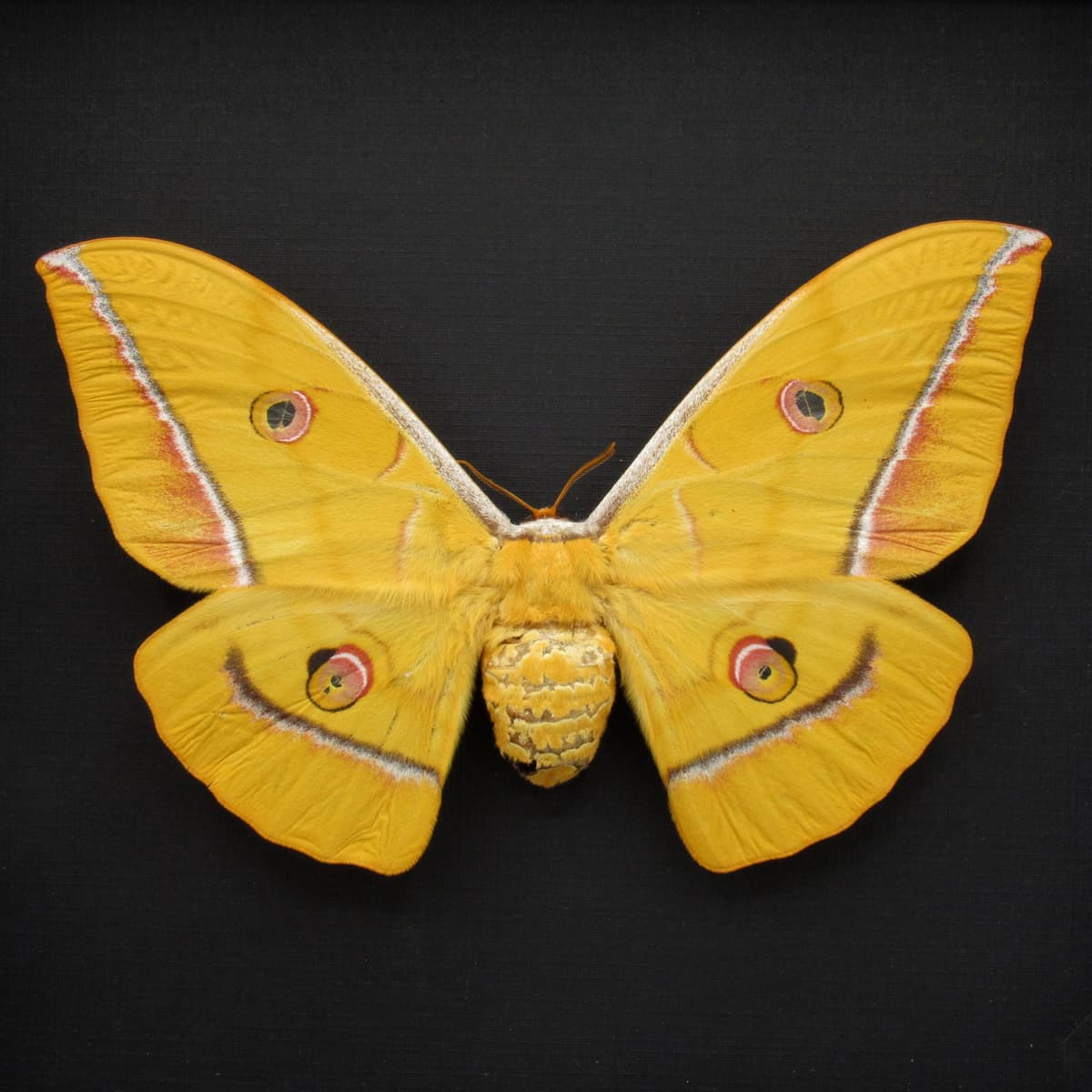 Real Giant yellow Japanese Oak Silkmoth framed taxidermy - Antheraea yamamai - female