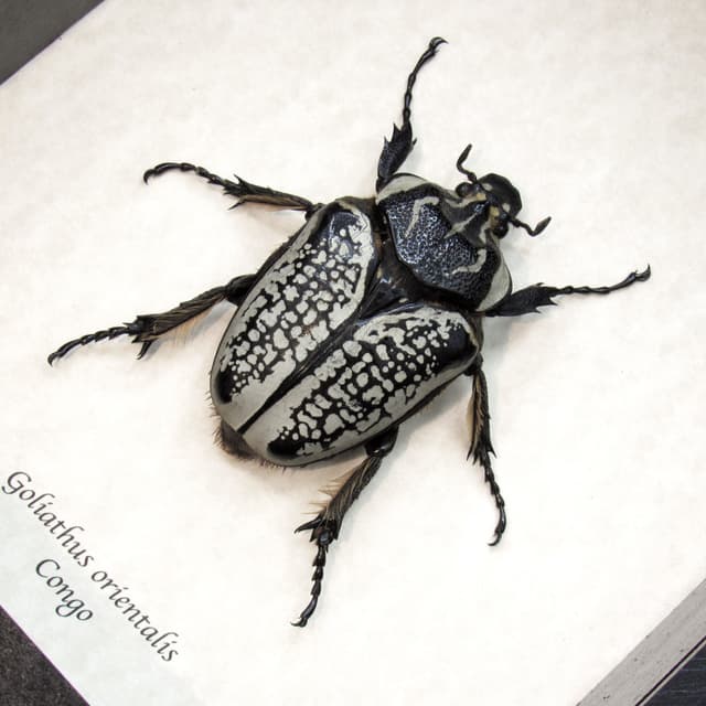 Real Giant Flower Beetle framed taxidermy - Goliathus orientalis - female