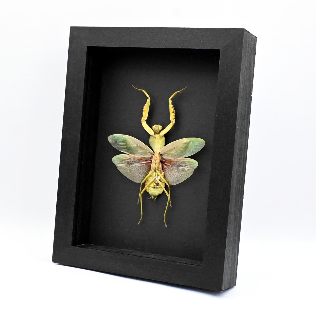 Rare Malyasian Shield Mantis framed taxidermy - Rhombodera basalis - large female