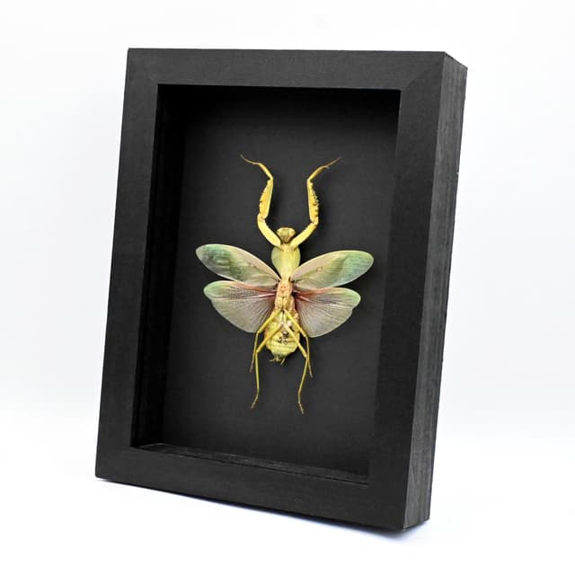 Rare Malyasian Shield Mantis framed taxidermy - Rhombodera basalis - large female