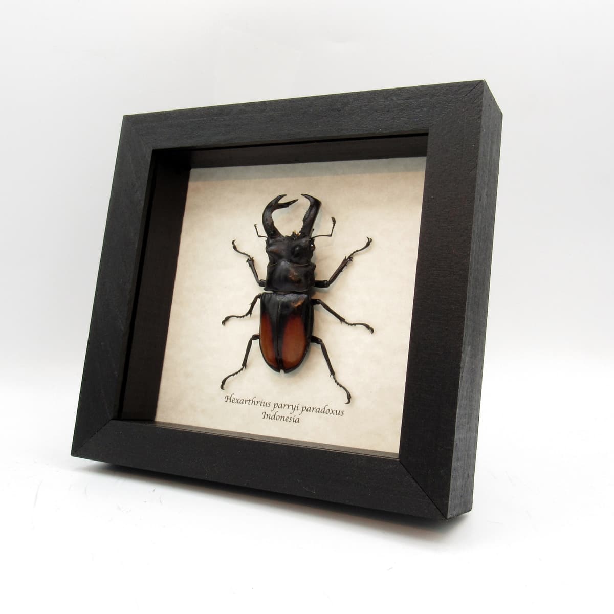 Real Giant Stag beetle framed taxidermy - Hexarthrius parryi paradoxus