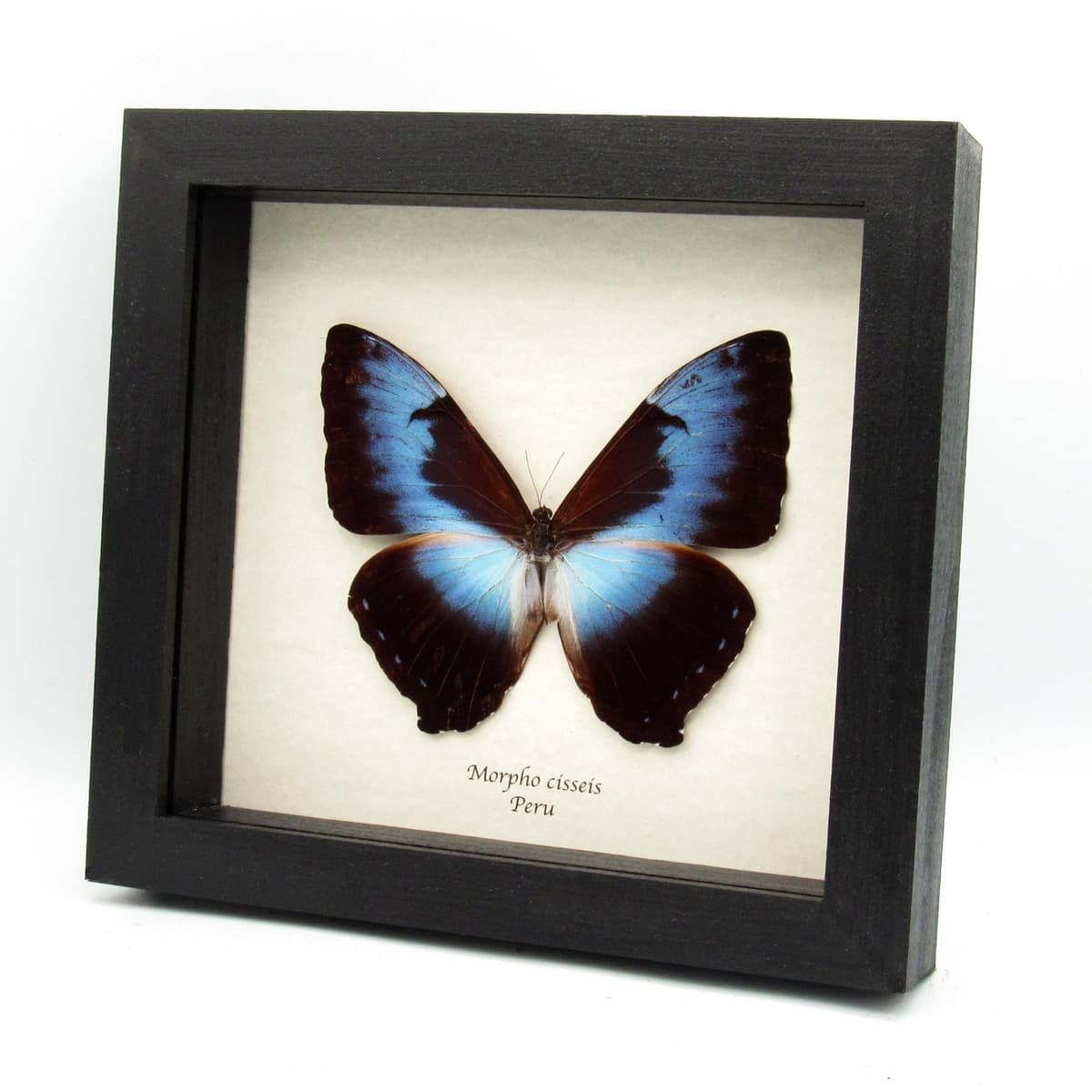 Real XL Blue Morpho butterfly framed specimen - Morpho cisseis