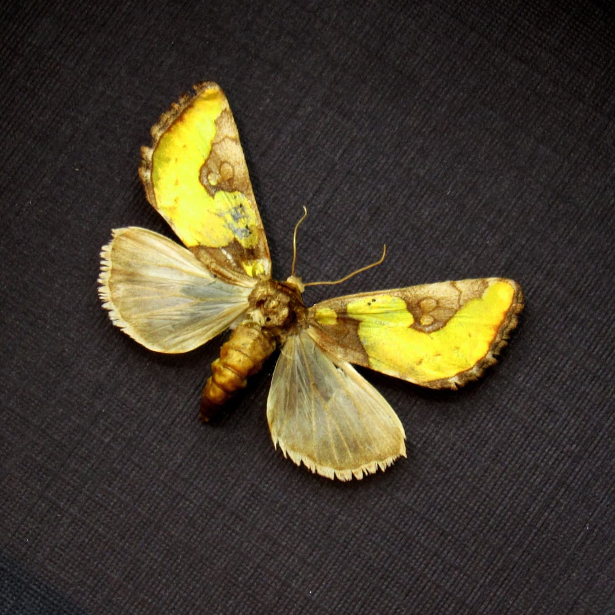 Real tiny gold metallic moth framed taxidermy - Chalcopasta howardi
