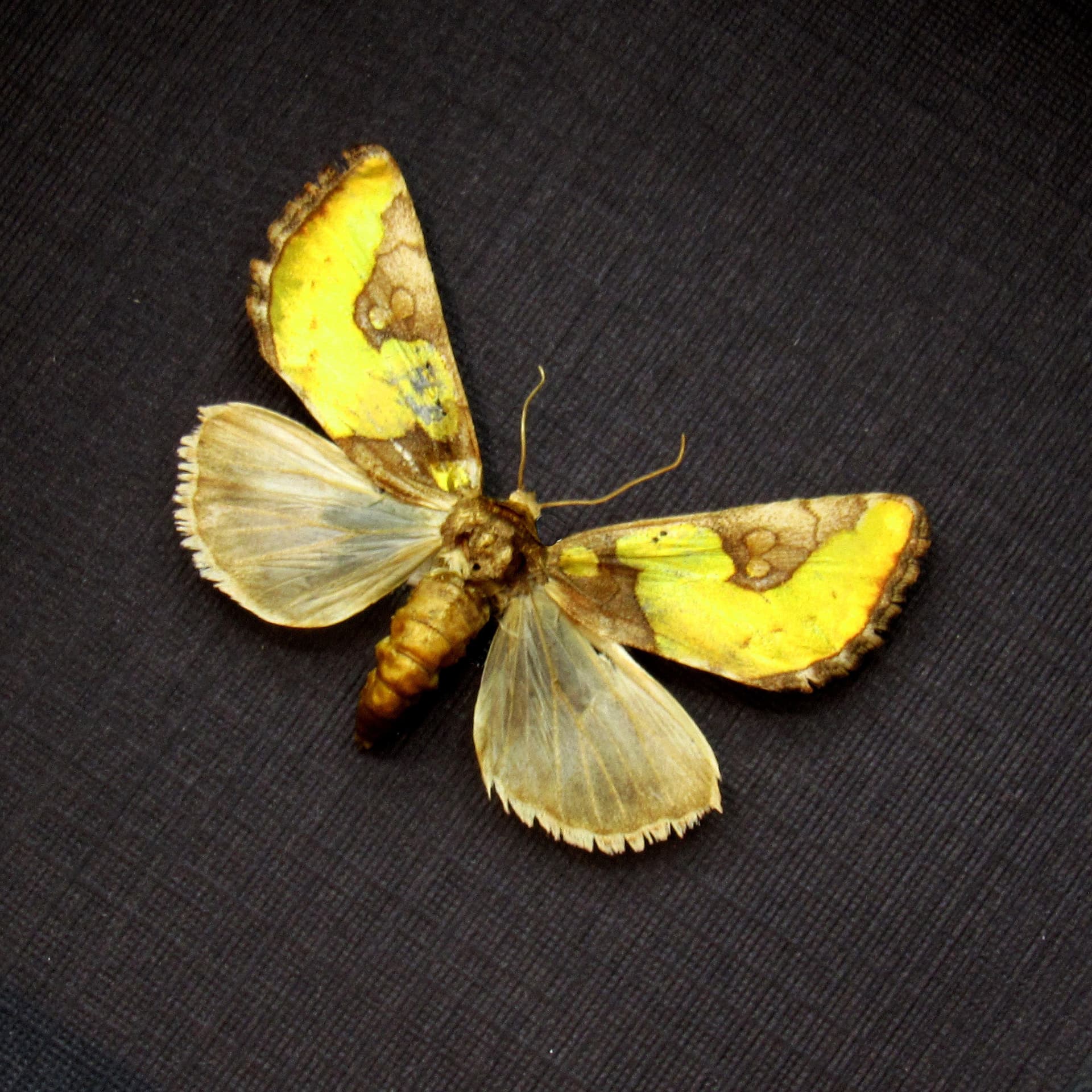 Real tiny gold metallic moth framed taxidermy - Chalcopasta howardi