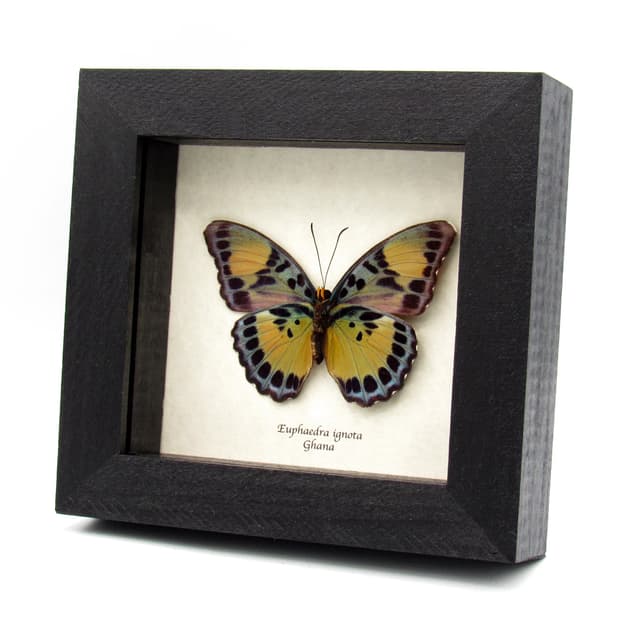 Rare Ghana Ceres Forester butterfly framed taxidermy - Euphaedra ignota - female