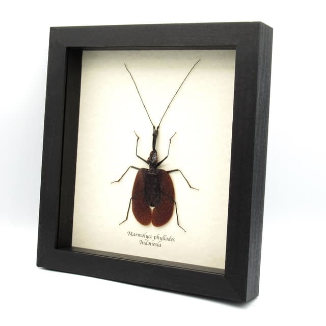 Real XL Violin beetle framed taxidermy - Marmolyce phyllodes