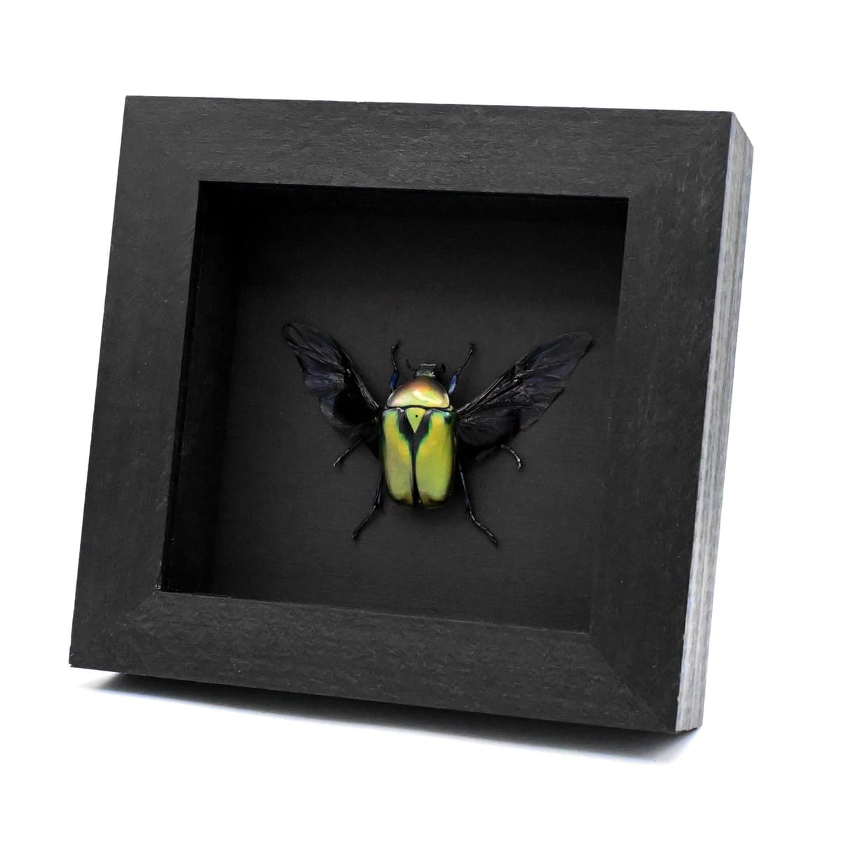 Green metallic Scarab beetle framed taxidermy - Rhomborrhina resplendens chatanayi