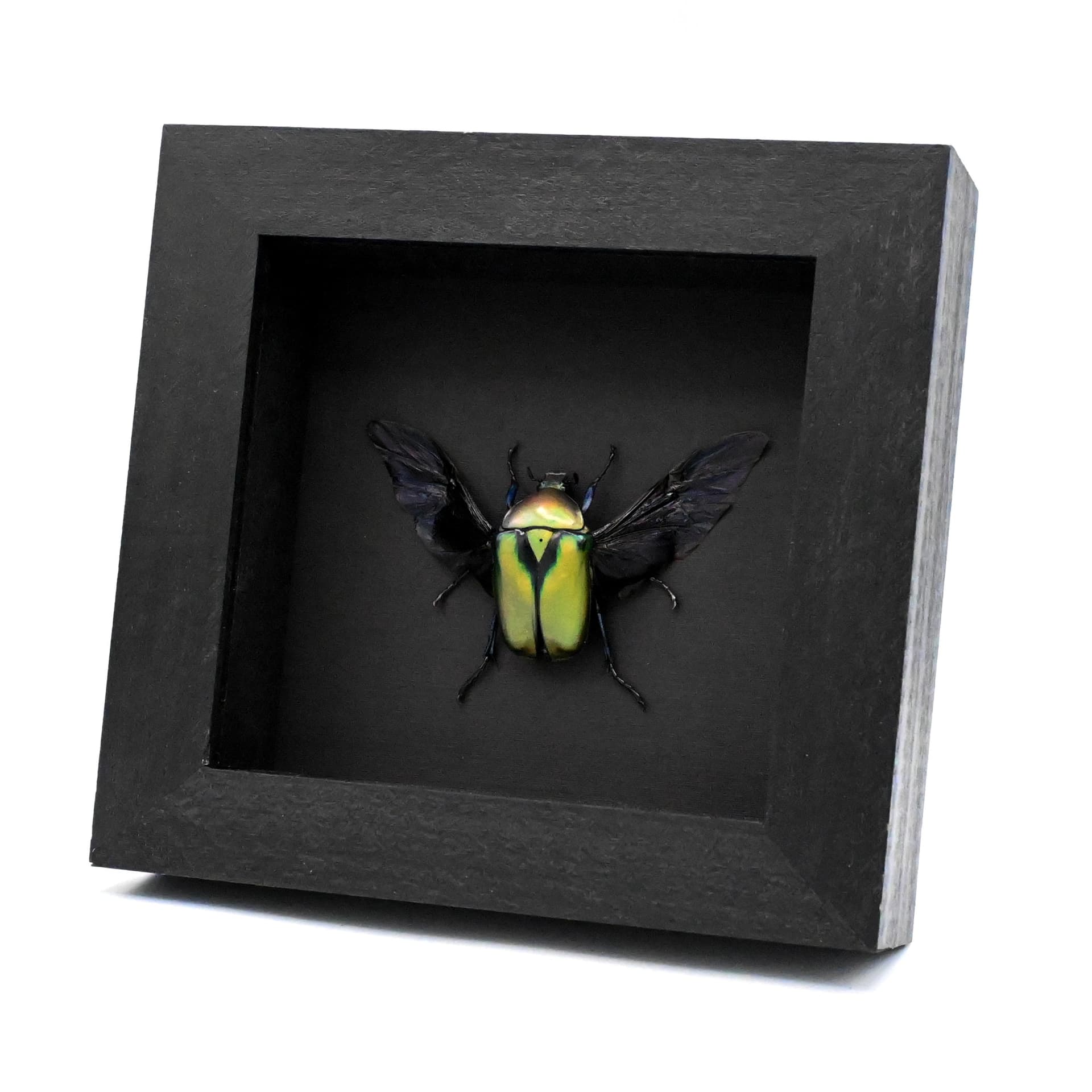 Green metallic Scarab beetle framed taxidermy - Rhomborrhina resplendens chatanayi