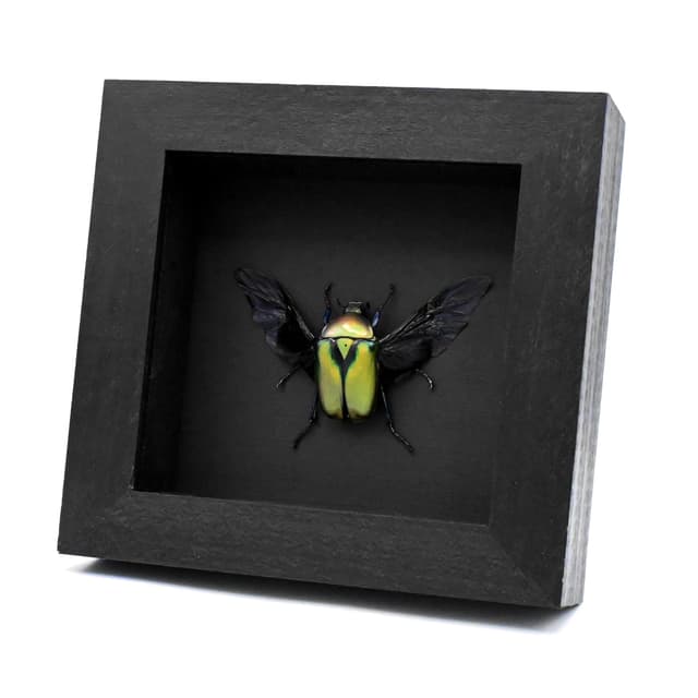 Green metallic Scarab beetle framed taxidermy - Rhomborrhina resplendens chatanayi