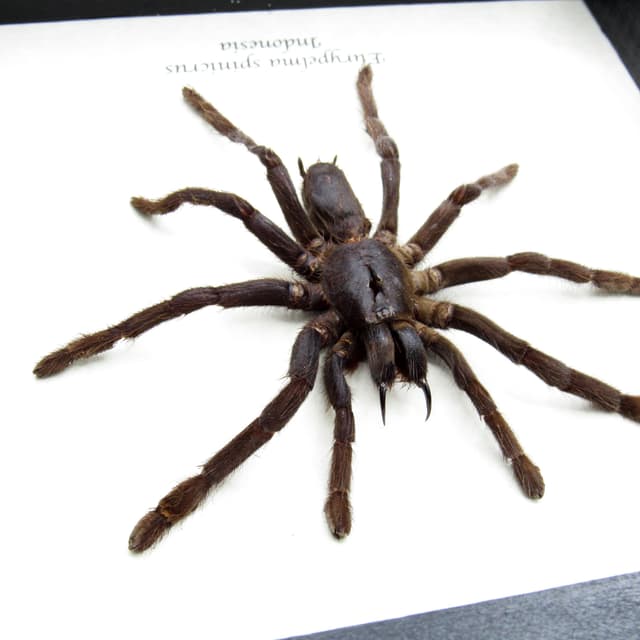 Real large hairy fanged tarantula spider framed - Eurypelma spinicrus