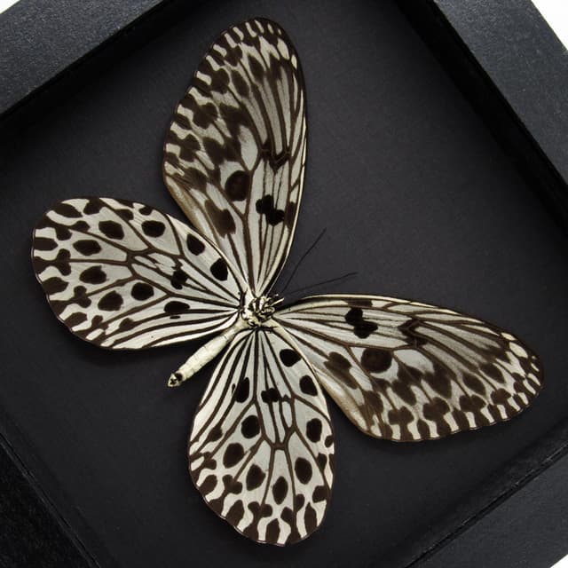 Real large Tree Nymph butterfly framed taxidermy - Idea hypermnestra belia