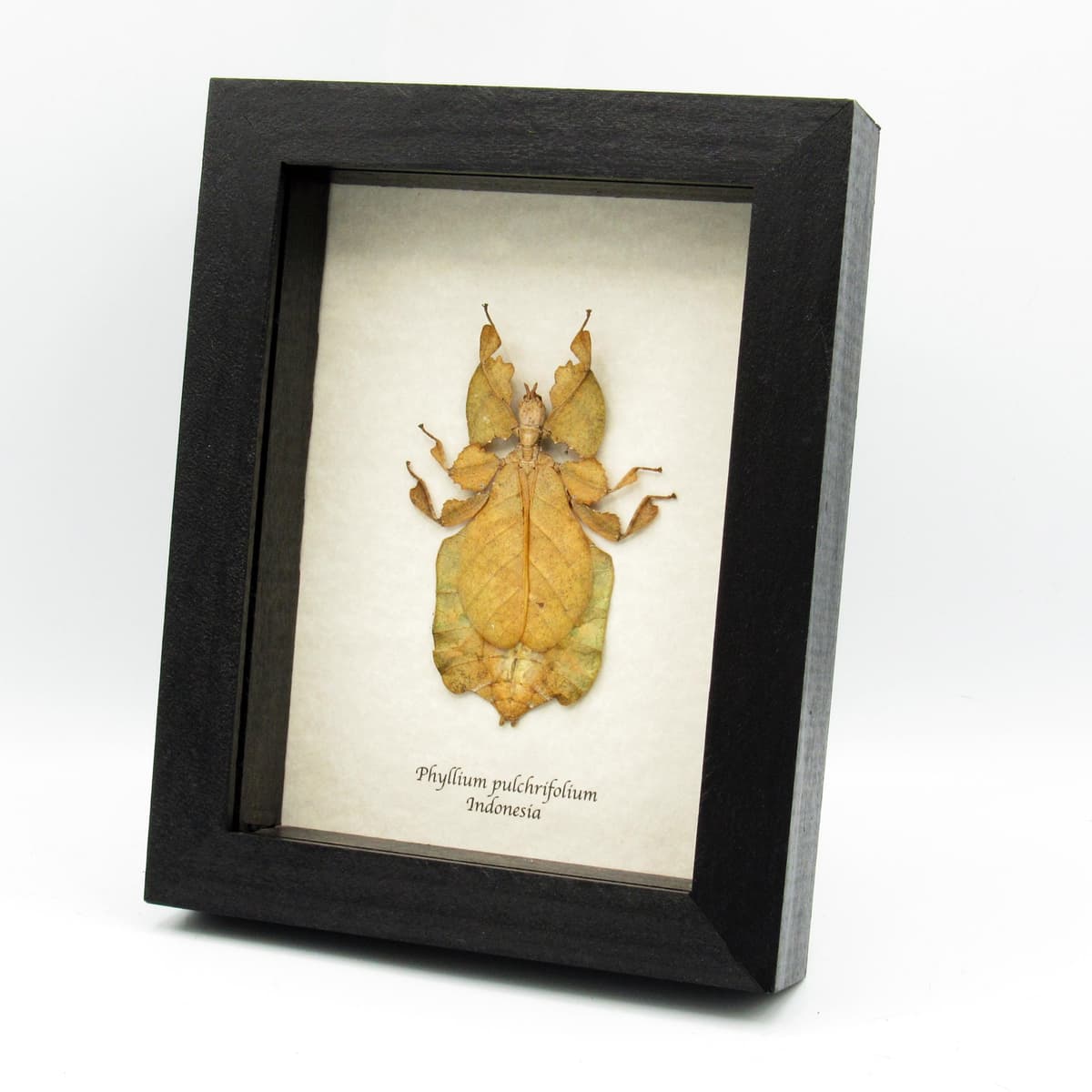 Rare brown Walking Leaf bug framed taxidermy - Phyllium pulchrifolium