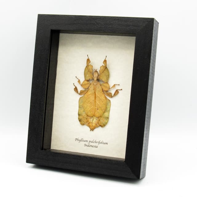 Rare brown Walking Leaf bug framed taxidermy - Phyllium pulchrifolium