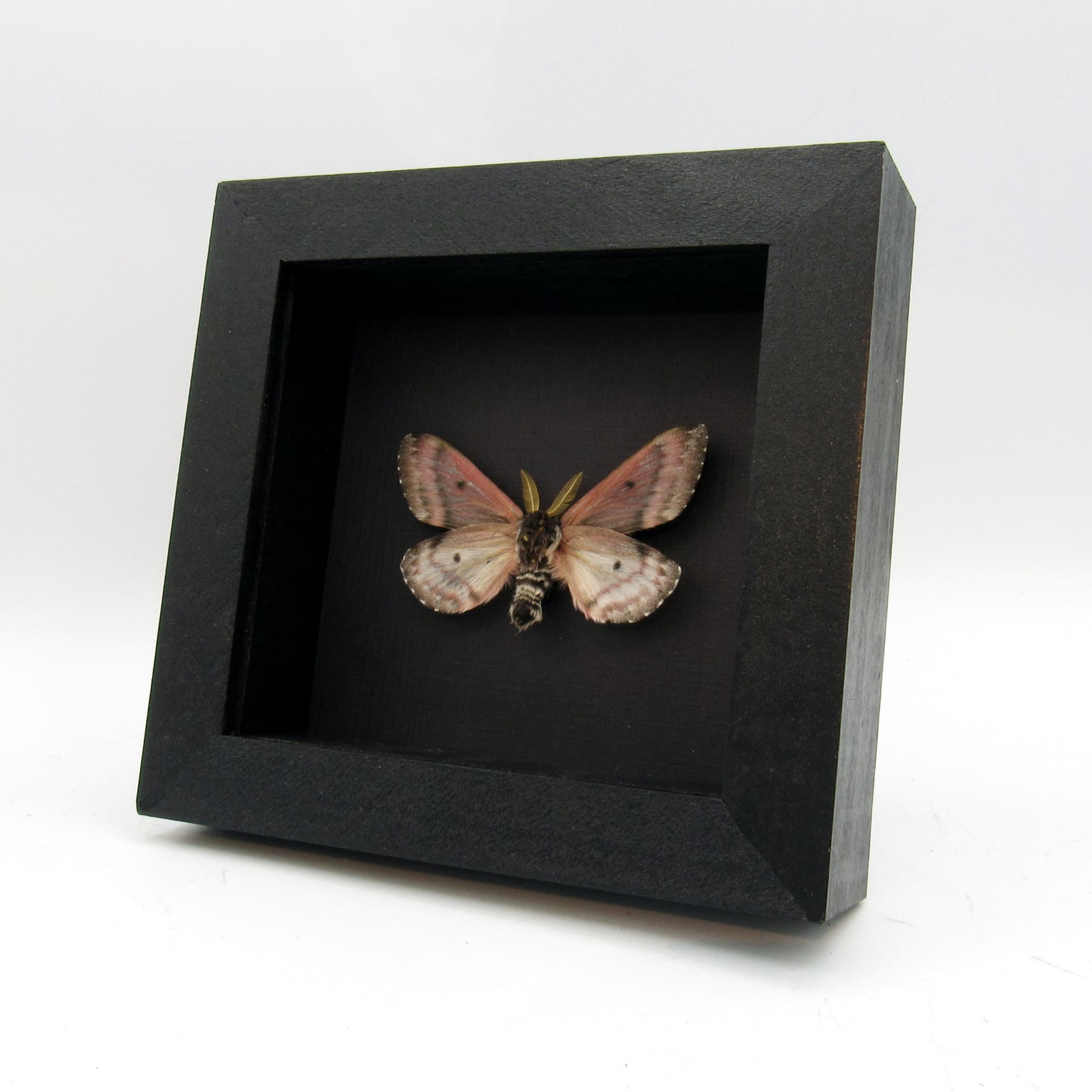 Real pink Pandora Pinemoth framed taxidermy - Coloradia pandora