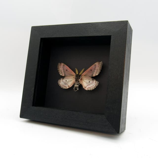 Real pink Pandora Pinemoth framed taxidermy - Coloradia pandora