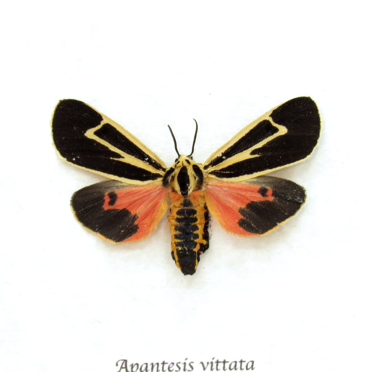 Real red Banded Tiger moth framed taxidermy - Apantesis vittata