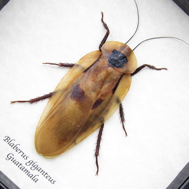 Real Giant Cave Cockroach framed taxidermy - Blaberus giganteus