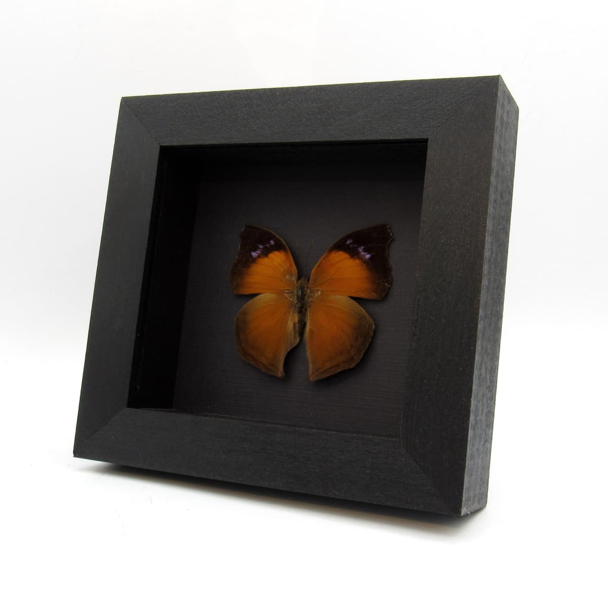 Real framed taxidermy butterfly - Salamis anteva