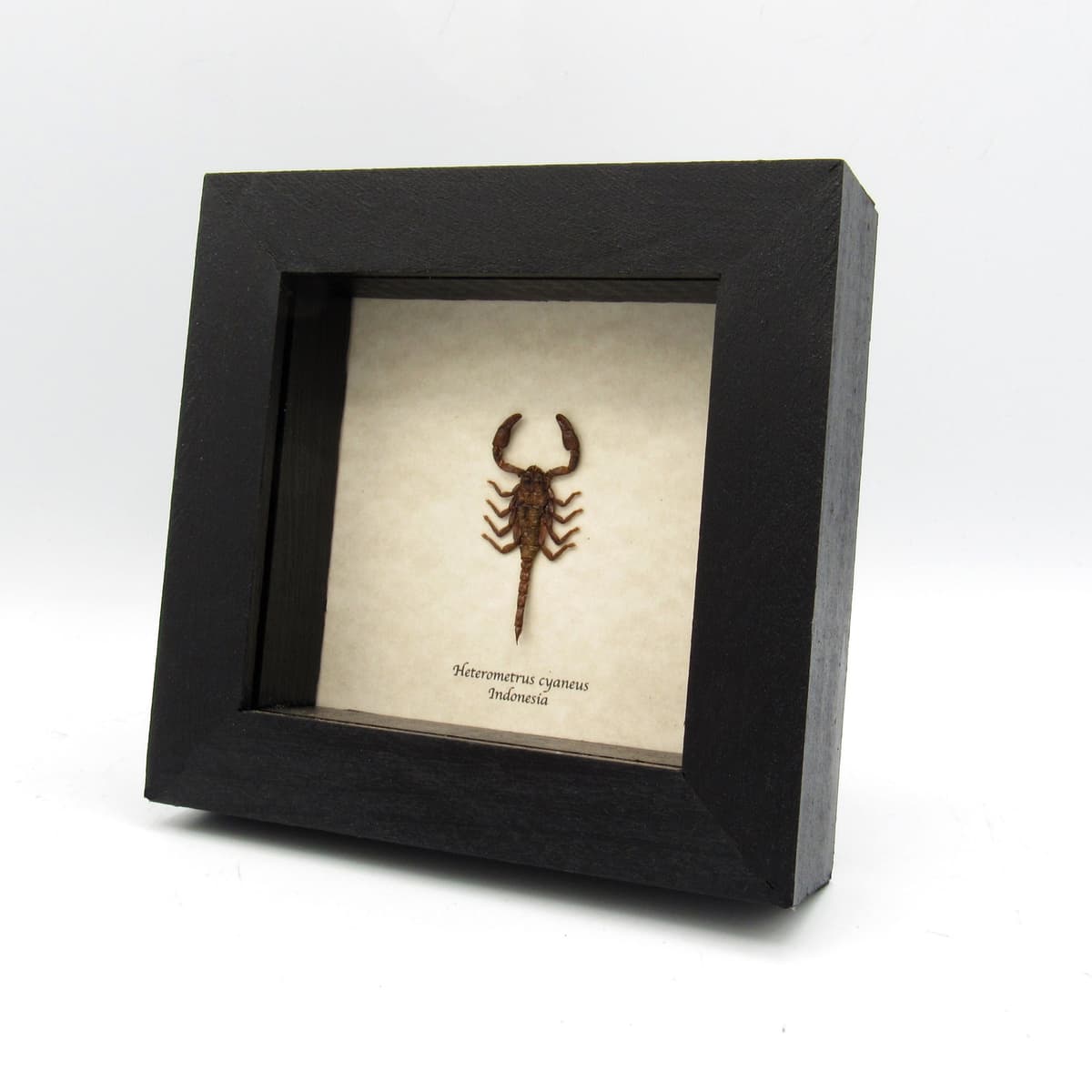 Real baby scorpion framed taxidermy - Heterometrus cyaneus