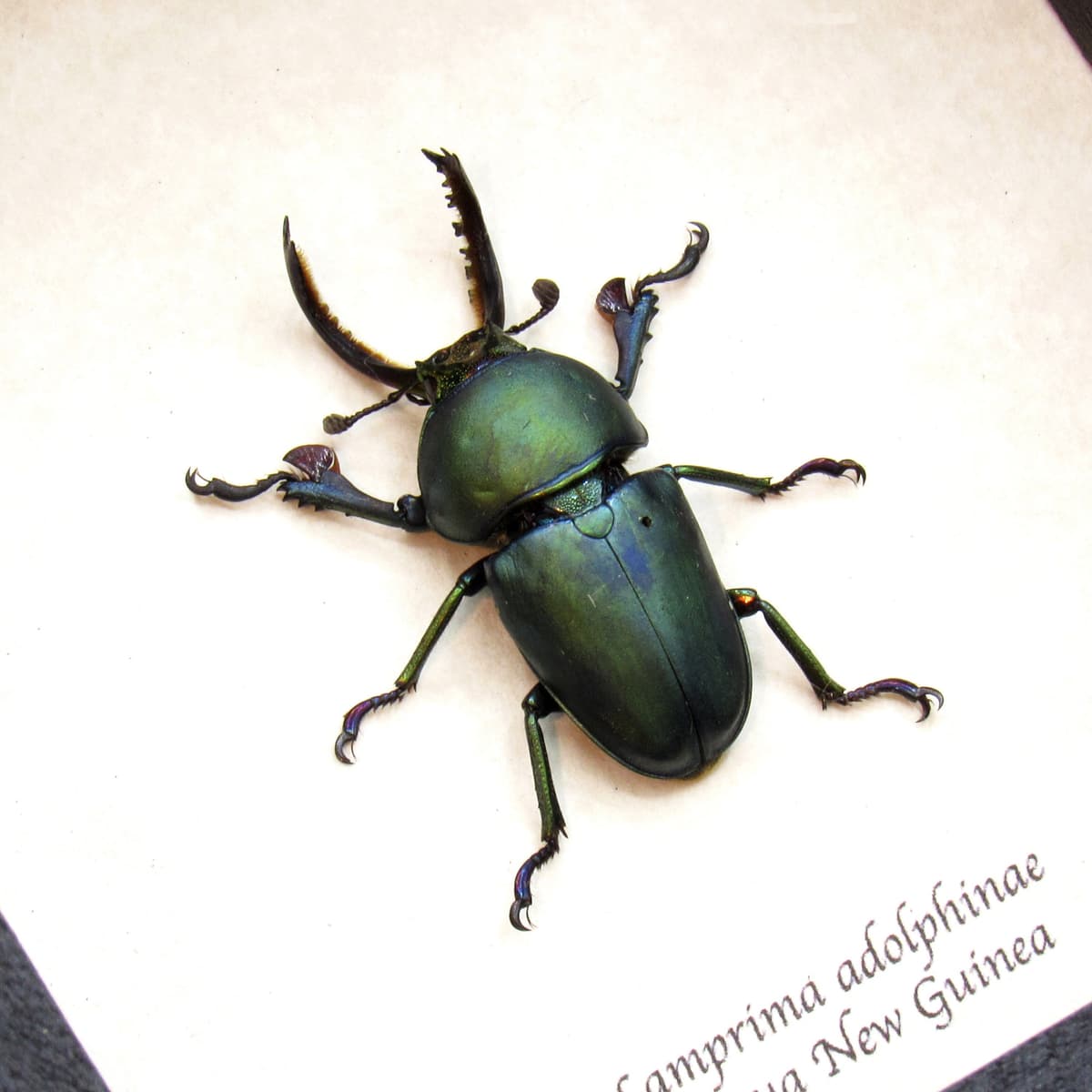 Real Stag beetle framed taxidermy - Lamprima adolphinae - dark green color form