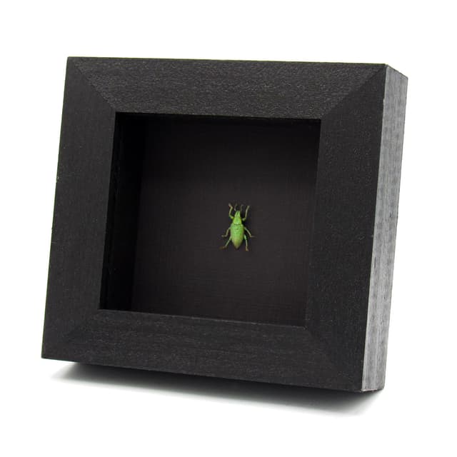 Real tiny glitter Gold Dust Weevil framed taxidermy - Hypomeces squamosus