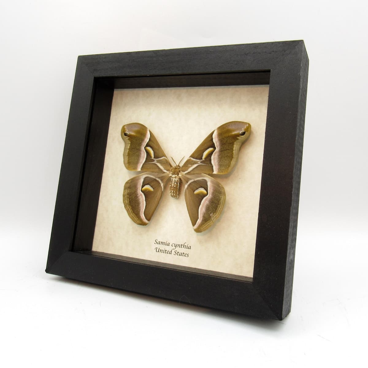 Real invasive Ailanthus silkmoth framed taxidermy - Samia cynthia - large female