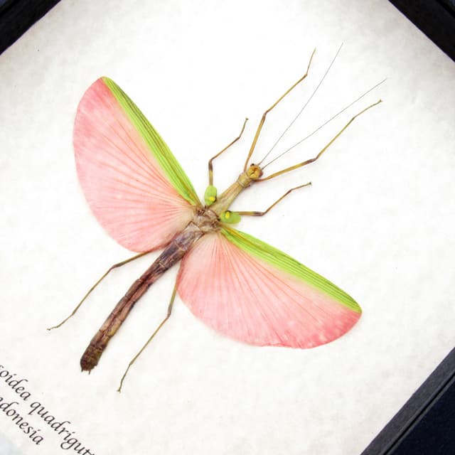 Real GIANT pink stick bug framed taxidermy - Marmessoidea quadriguttata - large female
