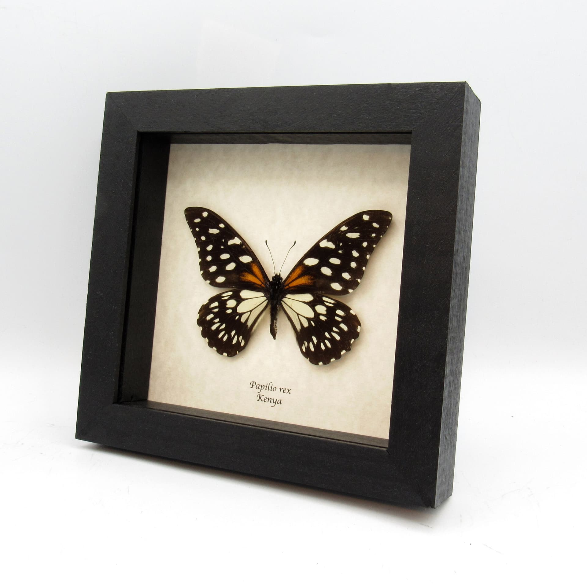 Rare Regal Swallowtail butterfly framed taxidermy - Papilio rex
