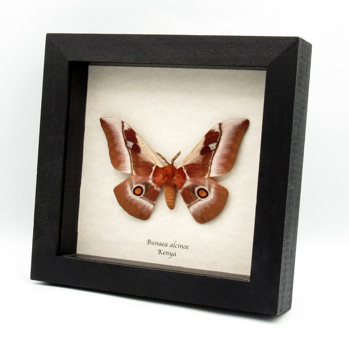 Real Pink African Emperor moth framed taxidermy - Bunaea alcinoe
