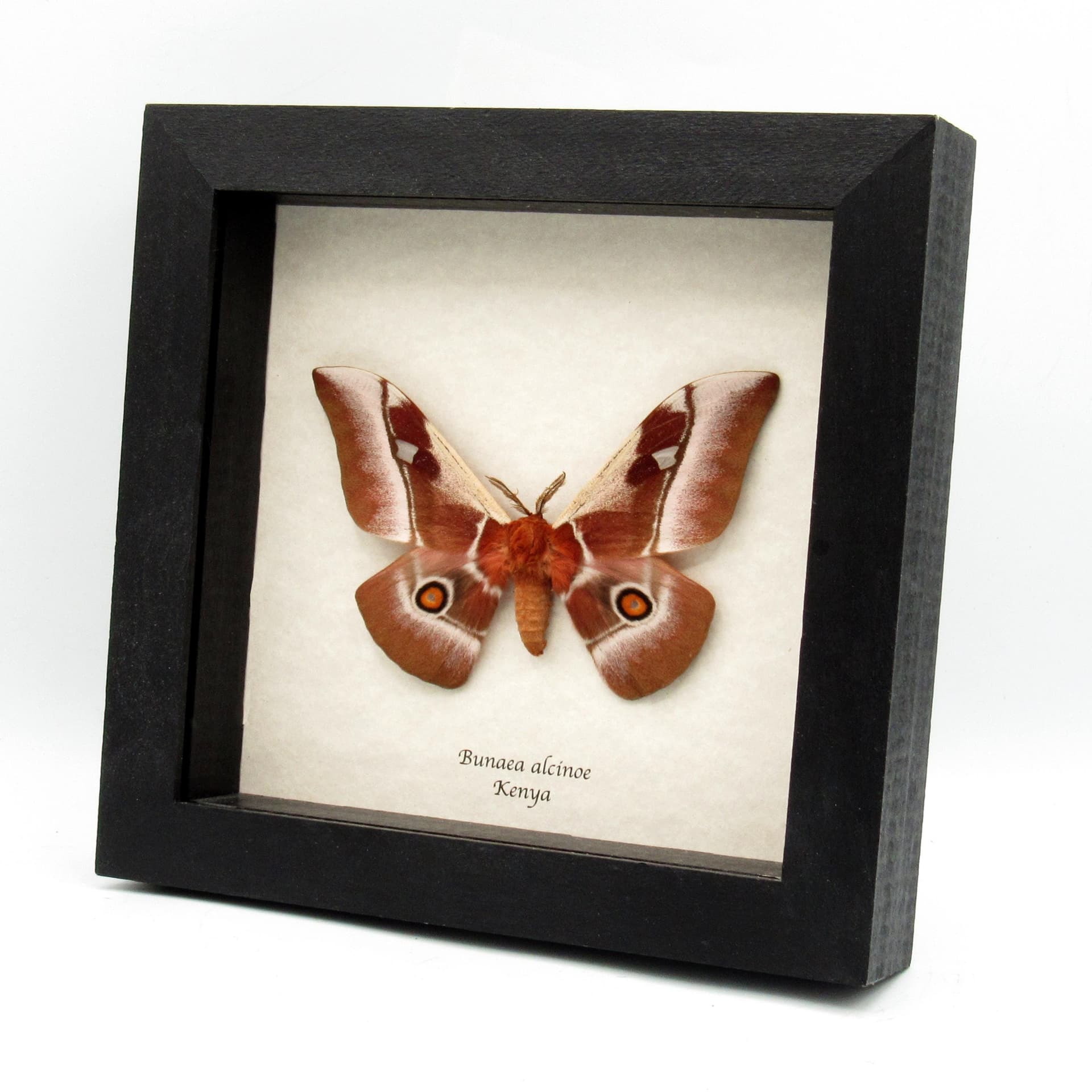 Real Pink African Emperor moth framed taxidermy - Bunaea alcinoe