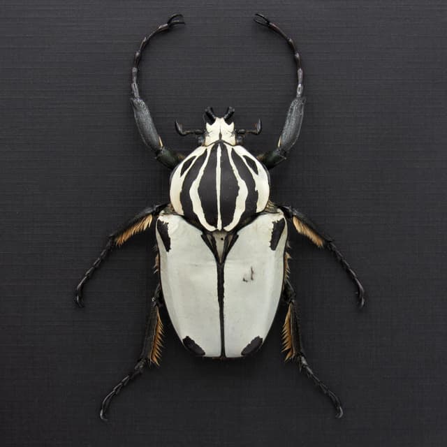 Rare Goliath beetle framed specimen - Goliathus quadrimaculatus - pristine