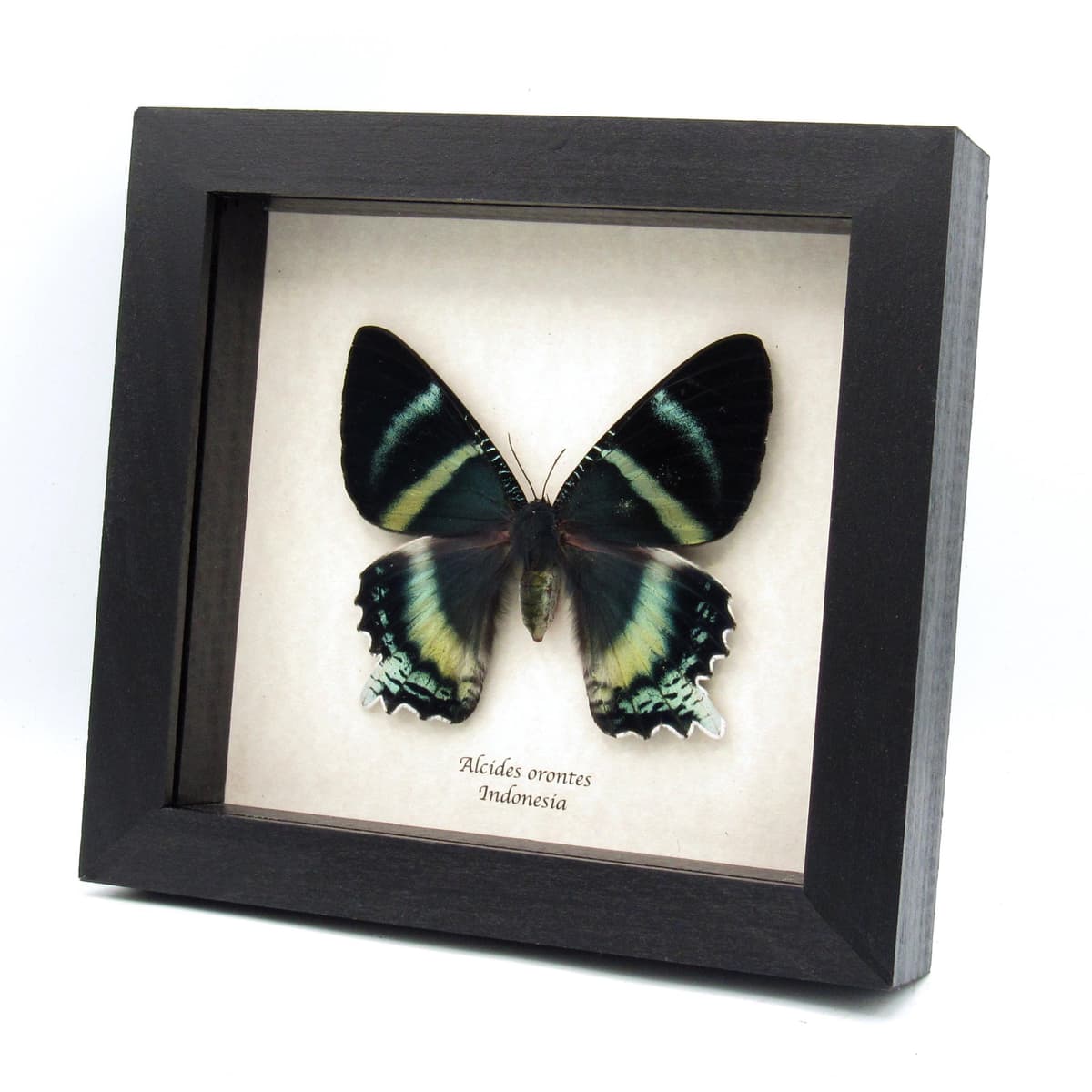 Rare blue moth framed taxidermy - Alcides orontes - XL female