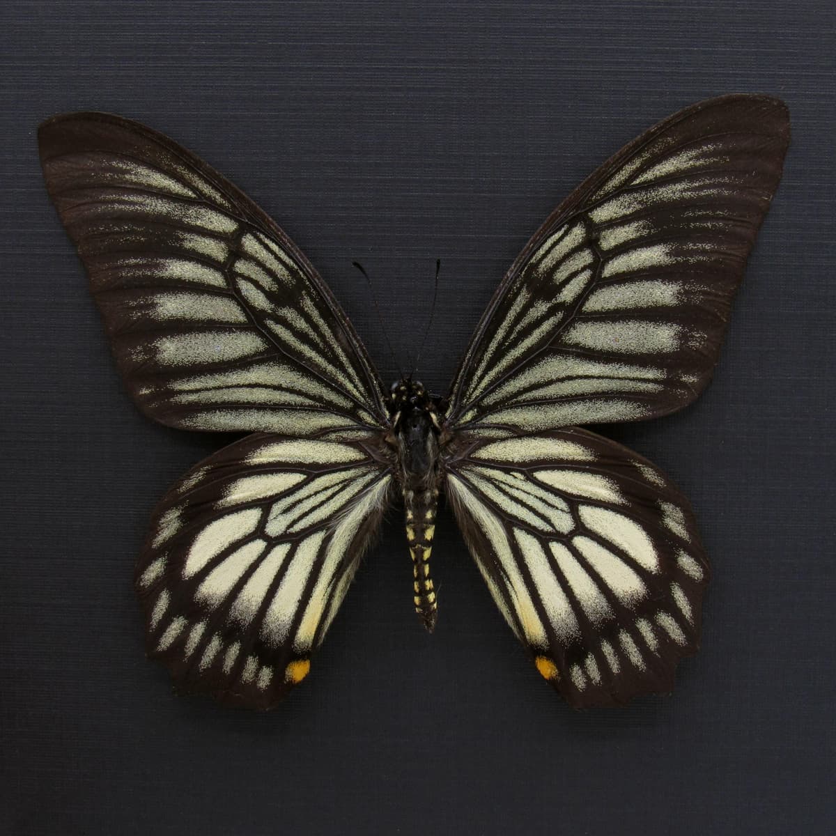 Real butterfly framed taxidermy - Chilasa veiovis