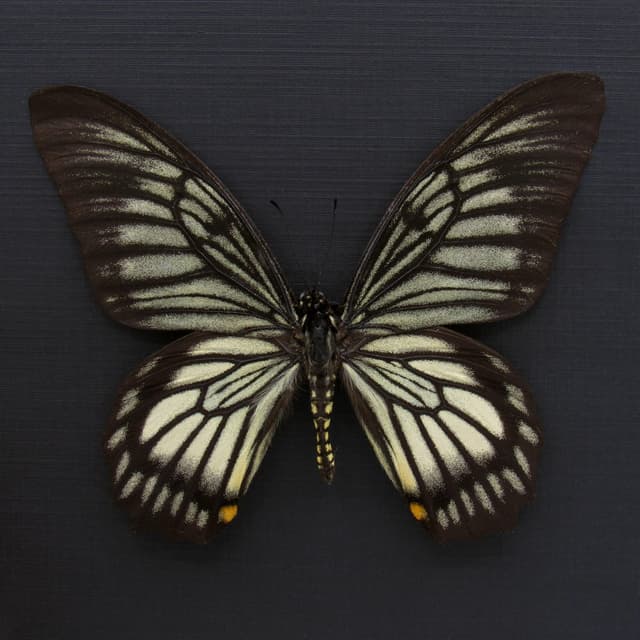 Real butterfly framed taxidermy - Chilasa veiovis