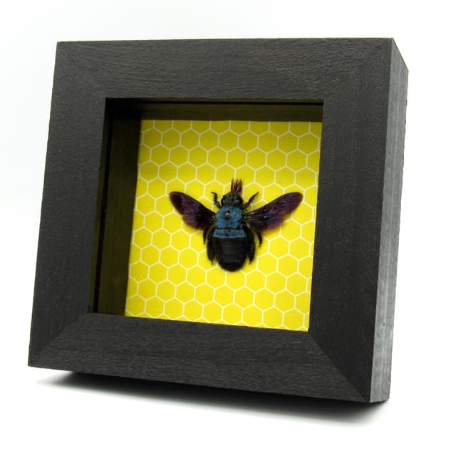Real blue carpenter bee framed taxidermy - Xylocopa cerulea