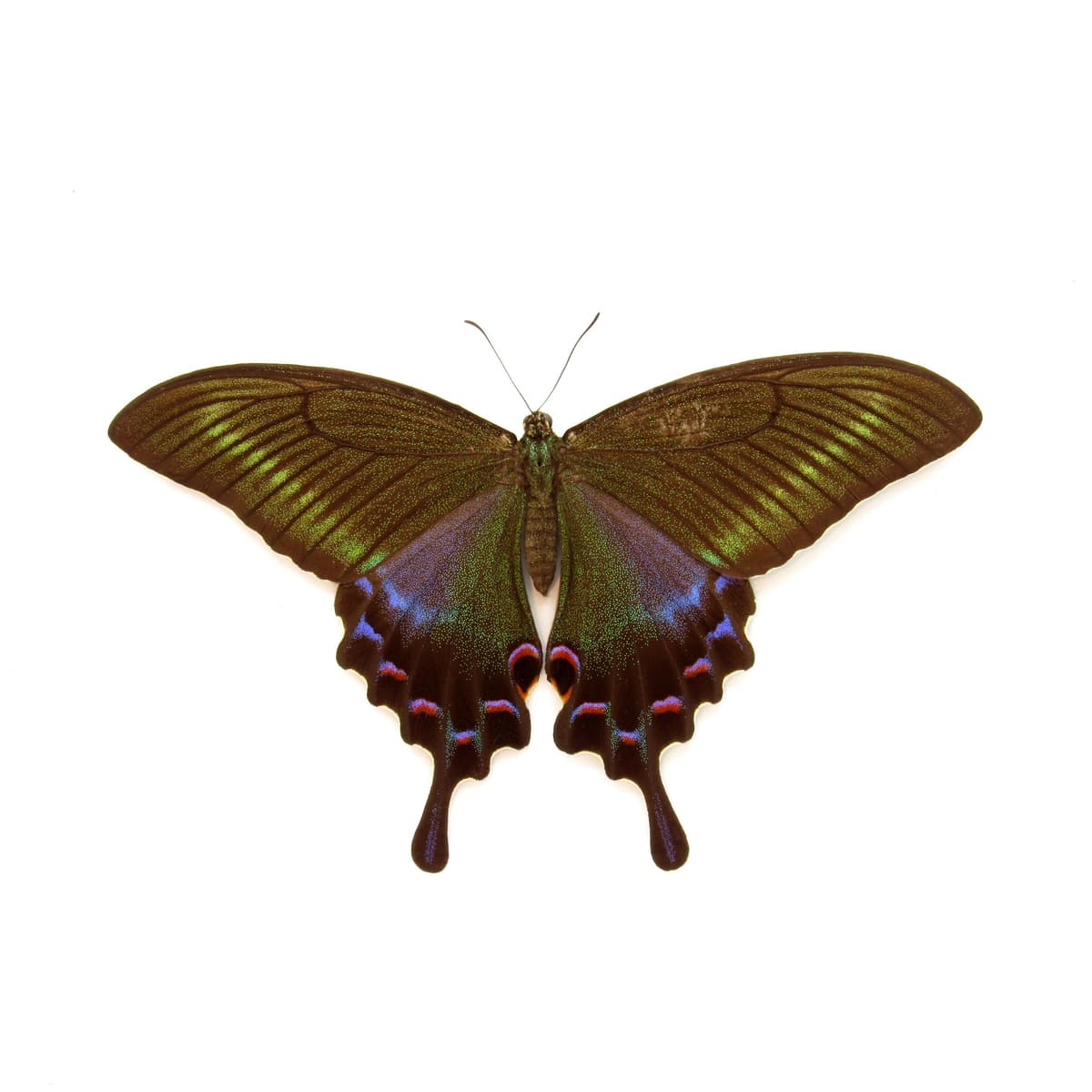 Real large Alpine Black Swallowtail framed taxidermy - Papilio maackii - female - Victorian mount