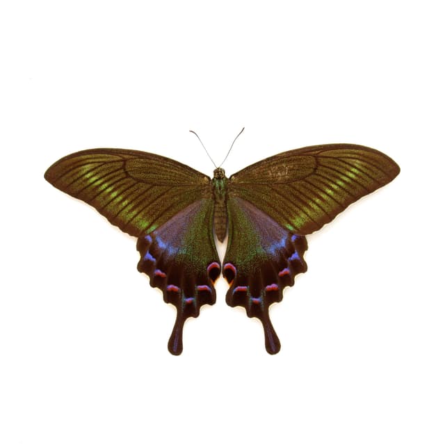 Real large Alpine Black Swallowtail framed taxidermy - Papilio maackii - female - Victorian mount