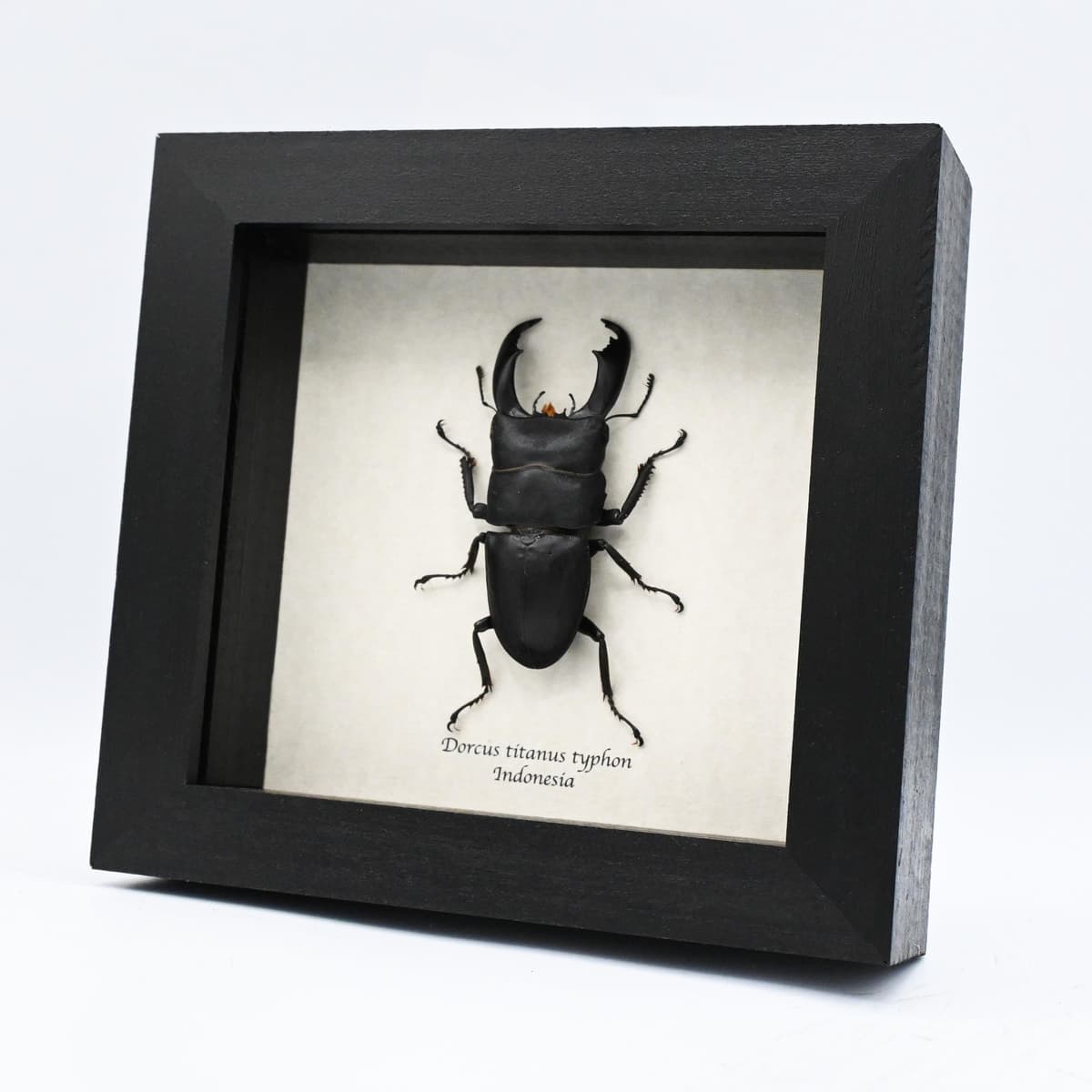 Real Giant Stag beetle framed taxidermy - Dorcus titanus typhon - large
