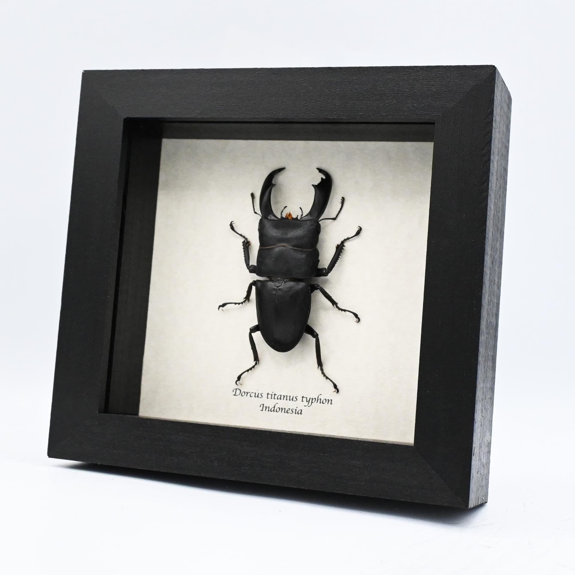 Real Giant Stag beetle framed taxidermy - Dorcus titanus typhon - large