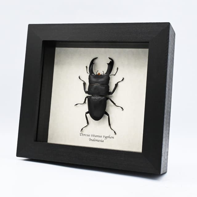 Real Giant Stag beetle framed taxidermy - Dorcus titanus typhon - large