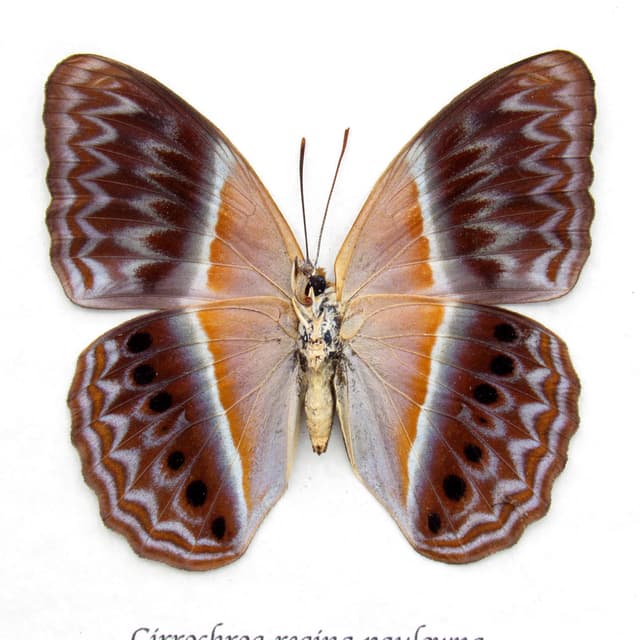 Rare Prismatic butterfly framed taxidermy - Cirrochroa regina paulowna