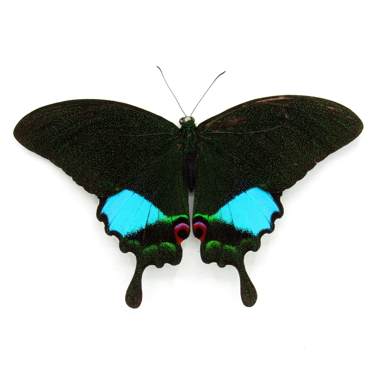 Large Jungle Jade butterfly framed - Papilio karna - Victorian mount