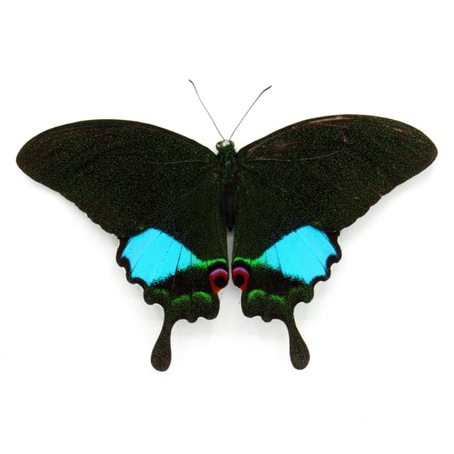 Large Jungle Jade butterfly framed - Papilio karna - Victorian mount