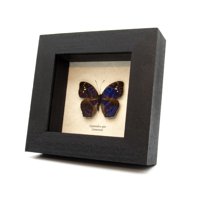 Rare blue Brilliant Nymph butterfly framed taxidermy - Cynandra opis - minor damage
