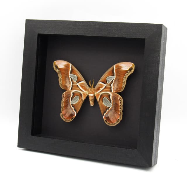 Real Saturn moth framed taxidermy - Rothschildia lebeau forbesi - large female