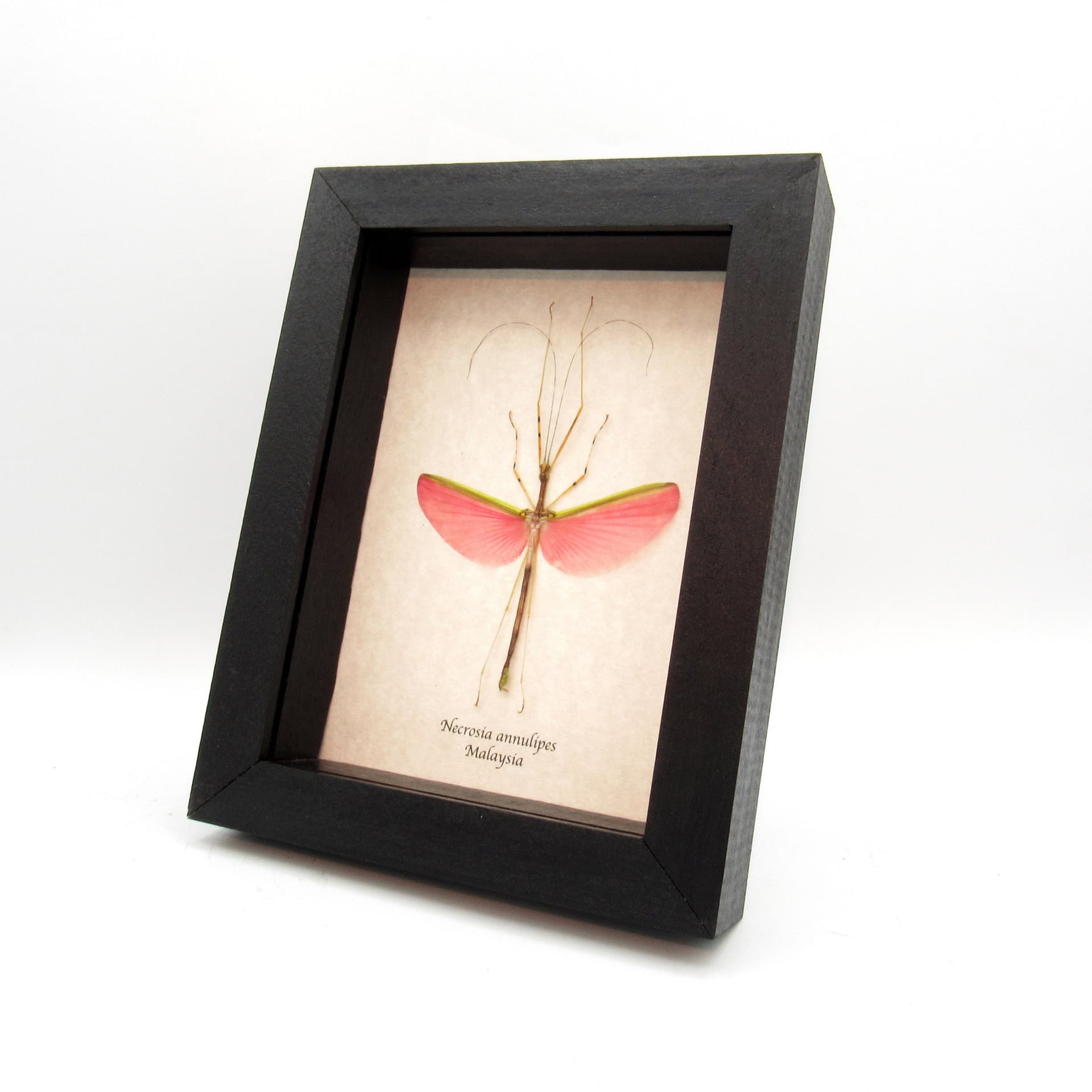 Real pink stick bug framed taxidermy - Necrosia annulipes