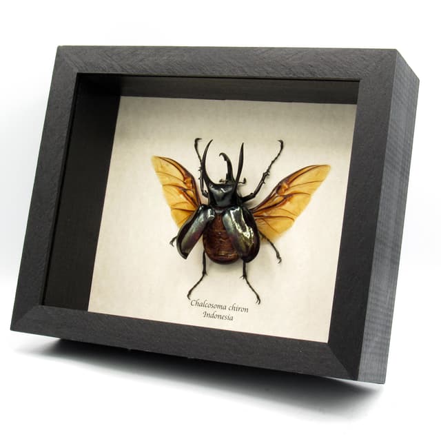 Large Rhinoceros beetle framed taxidermy - Chalcosoma chiron