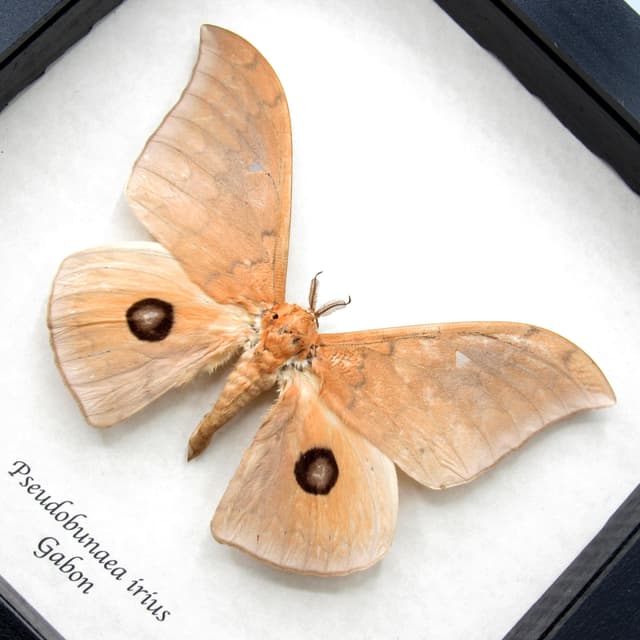 Real giant peach Saturn moth framed taxidermy - Pseudobunaea irius