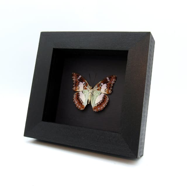 Real lavender butterfly framed taxidermy - Moduza procris